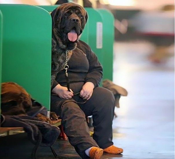 Köpek kafa