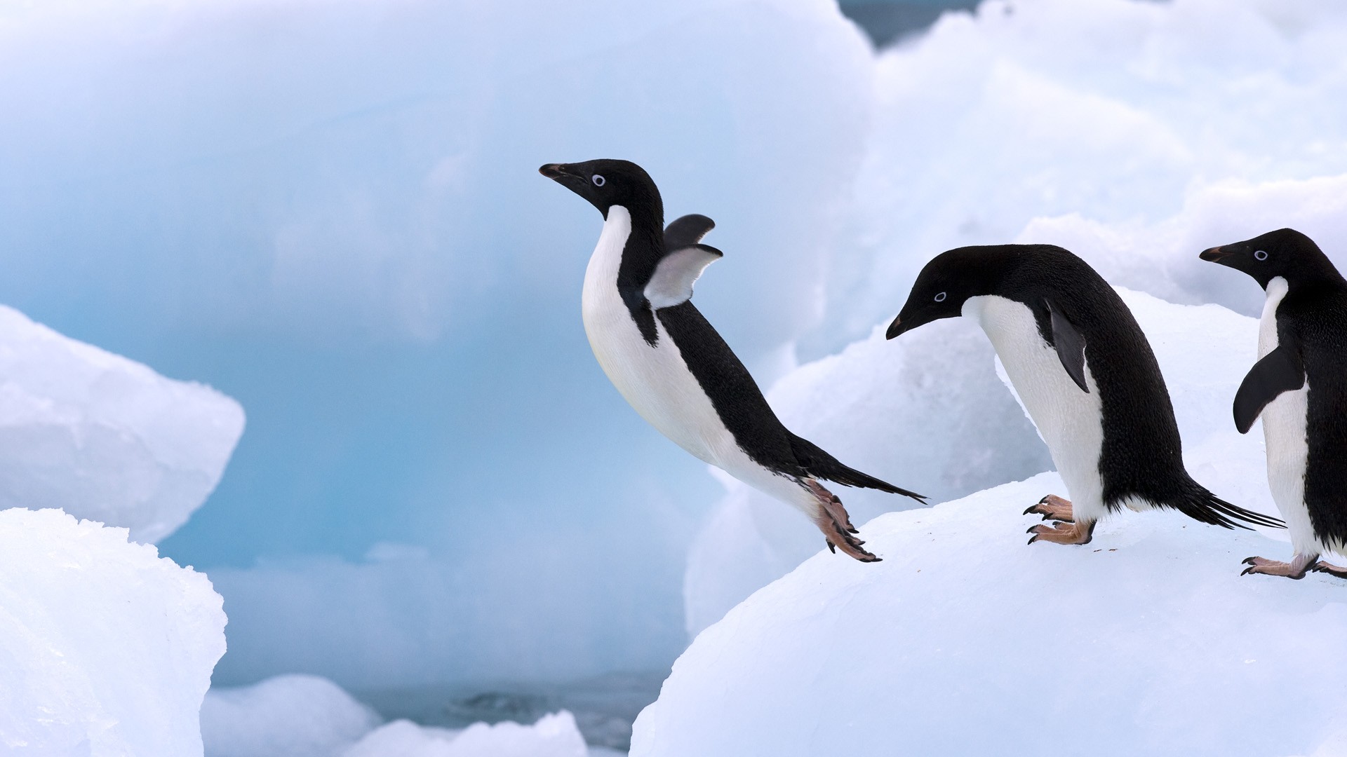 Adelie Penguenleri