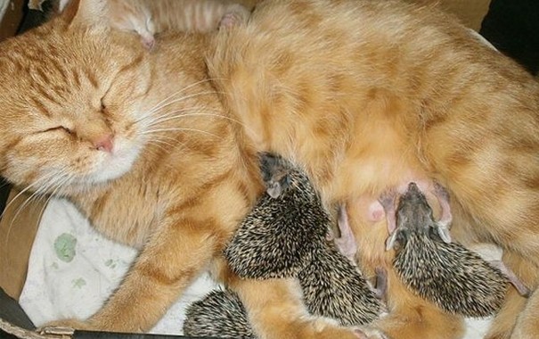 Kedi ve yavru kirpiler