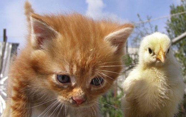 Kedi ve civciv