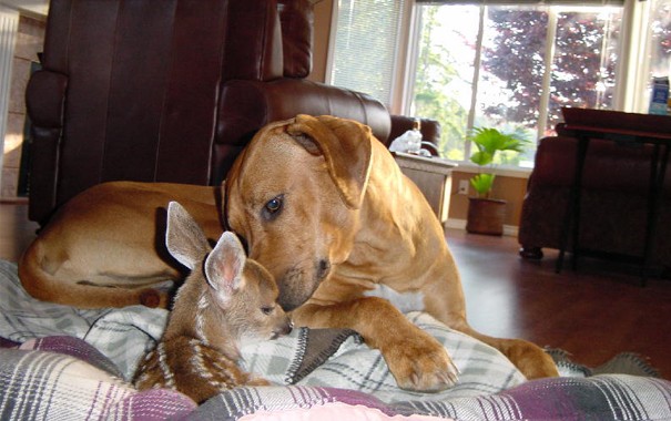 Köpek ve ceylan