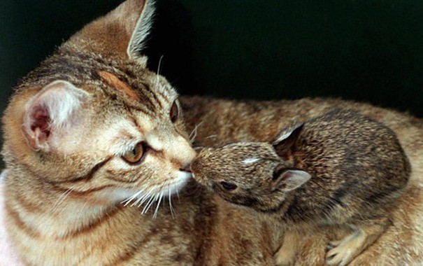 Kedi ve tavşan