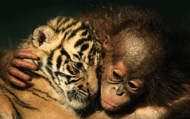 Kaplan ve orangutan
