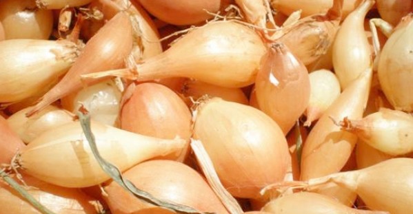 Arpacık soğanı