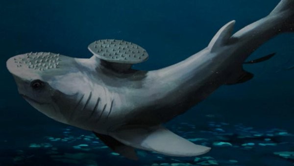 Stethacanthus