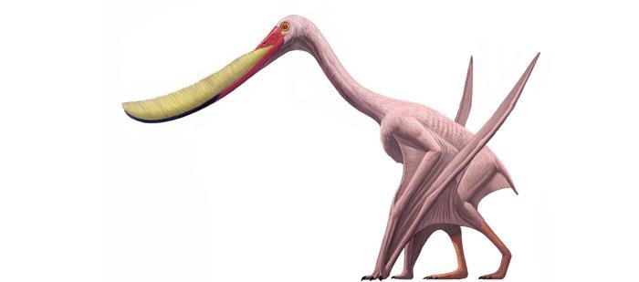 Pterodaustro
