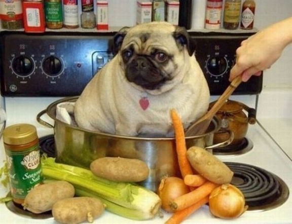 Bir Yemek Olarak Köpek