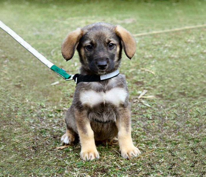 17) Batman köpek…