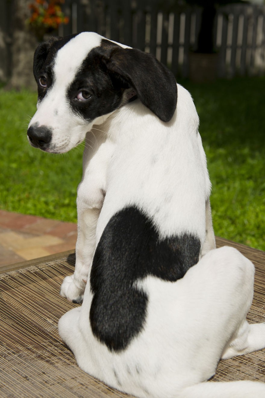 21) Mickey Mouse’lu köpek