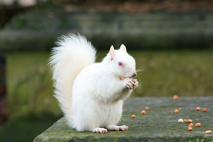11 - Albino hastası sincap