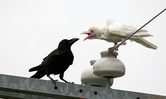 13 - Albino hastası karga