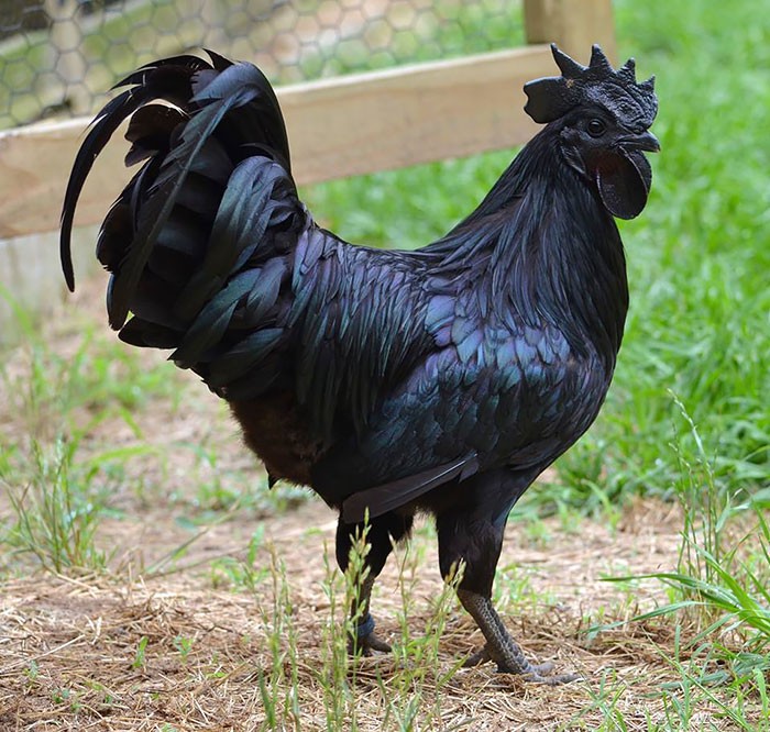 3 - Kapkara horoz