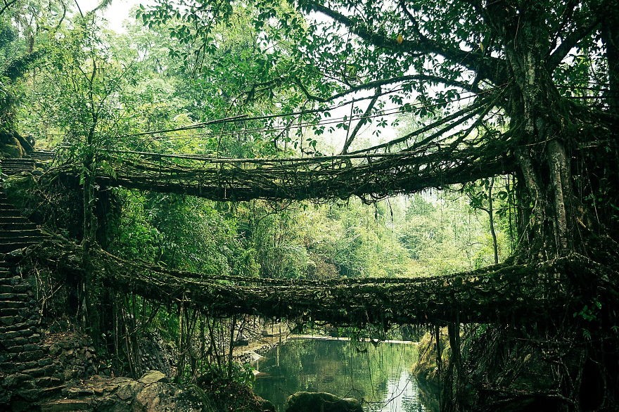 15 - Root Köprüsü, Hindistan
