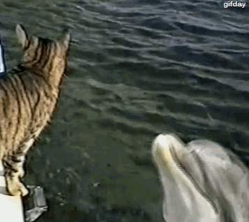 Yunusların sesini duyabilen nadir canlılar arasındadırlar