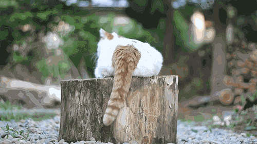 Bir kedi kuyruğunu titretiyorsa sizi görüp heyecanlandığı içindir