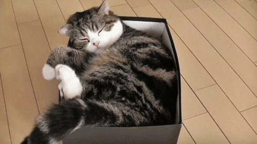 9 yaşındaki bir kedi sadece 3 yılını uyanık olarak geçirir.