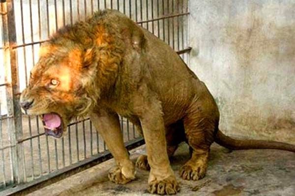 Hayvanların bir çoğu açlıktan ve sağlıksız ortamdan dolayı bitkin düşmüş durumda.