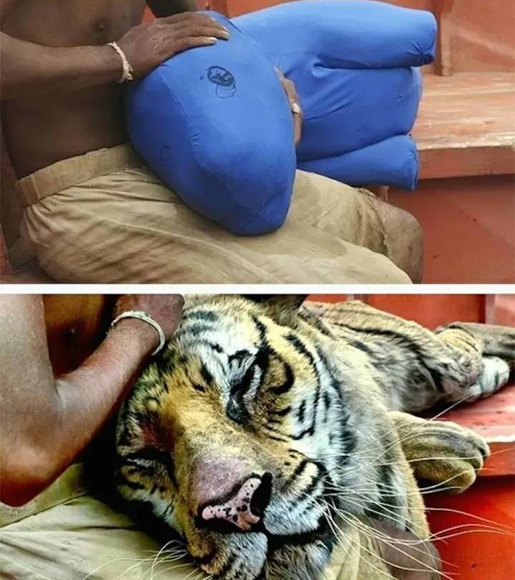 Kaplan seven esmer abimiz.