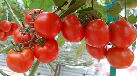 Domates Yetiştirilen Bölgeler ve Yetiştirme Oranları