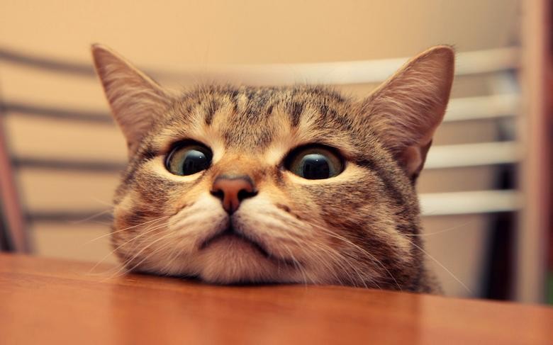 Yetişkin Kedi Sahiplenirken;