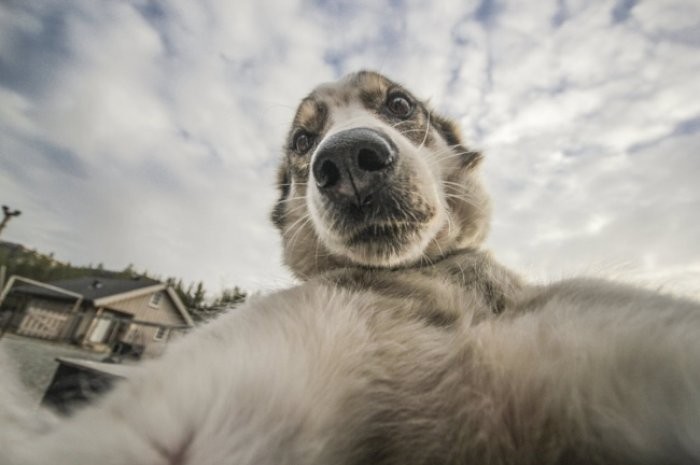 Selfie çeken köpek