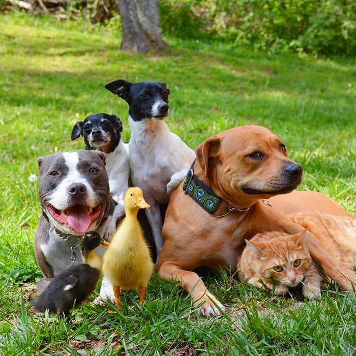 #1 Roxy, Edith, Mia, Rose, Jake, Gertrudeve Donald, bugüne kadar görülmemiş 7 kişilik sevimli aile.