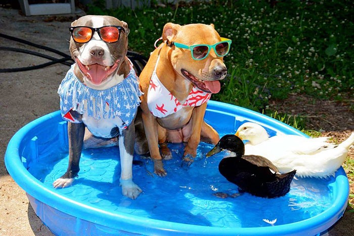 #11 Rosie (sağda), bir köpek dövüş çetesinden kurtarmışlar. Polisler böyle Pitbulları nerde görse vuruyormuş.