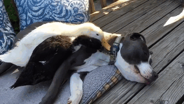 #9 Boggs ailesinin Pitbull hayranlığı buradan... Jake ve Rosie adındaki iki Pitbullu kurtarmışlar.