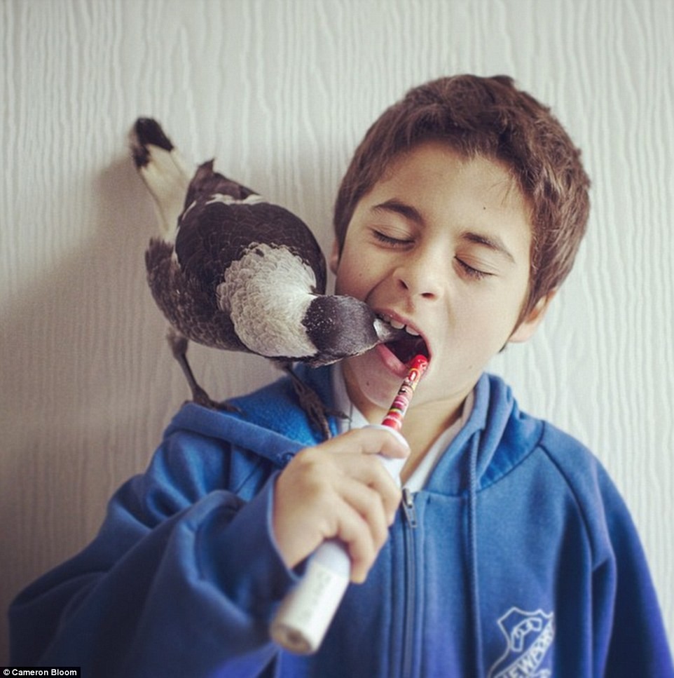 Komik ama kuşumuz diş macununa bayılıyor. Ondan dolayı çocuklar diş fırçalarken böyle komik görüntüler oluşuyor