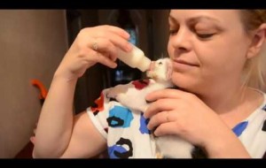 Sütü Son Damlasına Kadar Haketmek