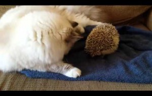 Kirpinin Üzerine Oturan Kedinin Dramı 