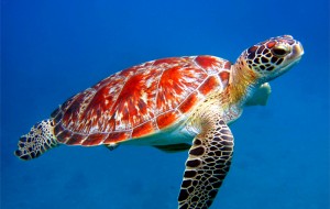 Küresel Isınma Yüzünden Yok Olacak 10 Canlı Türü