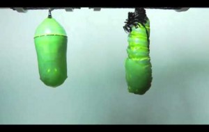 Bir Tırtıl Kelebeğe Nasıl Dönüşür