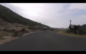 Devekuşu Tarafından Kovalanan Bisikletçiler