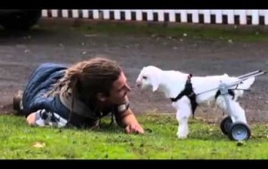 Engelli Kuzunun Yeniden Yürüme Sevinci 