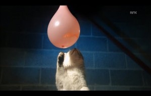 Ağır Çekimde: Kedi ve Balık