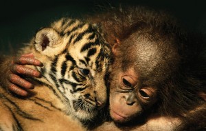 Doğadaki garip ilişkiler