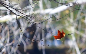Son Yaprak Kitabından Anlamlı Bir Öykü