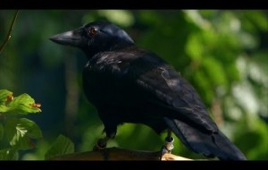 Çoğu İnsandan Zeki Karga