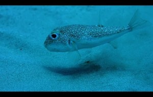 Kirpi Balığının Hayat Hikayesi- Ekin Çemberi