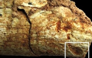 500 Bin Yıllık İnsan İskeleti Bulundu