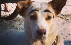 Kürklerinde Oldukça İlginç Şekiller Olan 25 Seçilmiş Hayvan