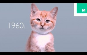 Minik Kediciklerin 100 Yıllık Değişimi