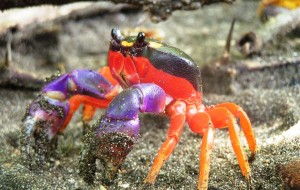 Hiç Beklenmedik Renklere Sahip 20 Hayvan