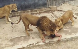Ölmek İsteyen Genç Çırılçıplak Aslanların Kafesine Daldı
