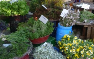 Alaçatı Ot Festivali