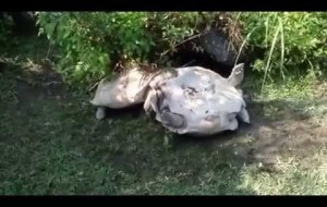 Ters Dönen Arkadaşına Yardım Eden Kaplumbağa