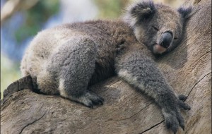 Hayvanat Bahçelerinin Karanlık Yüzü
