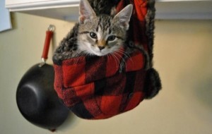 Kediler Ve Kadınların Aynı Kişiliklere Sahip Olduklarının 17 Kanıtı