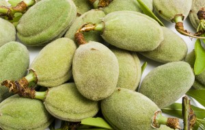  Bahar Aylarının Habercisi Çağla